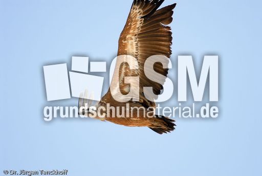 Mönchsgeier (6 von 9).jpg